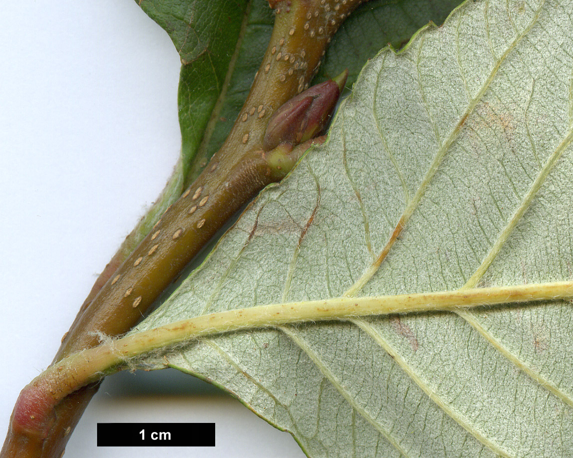 High resolution image: Family: Rosaceae - Genus: Sorbus - Taxon: aff. atrosanguinea